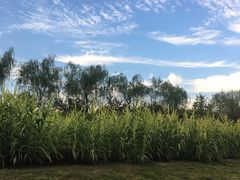 -洨河生态公园