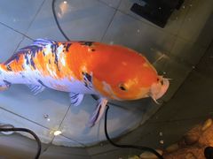 -海碗居老北京炸酱面(增光路店)