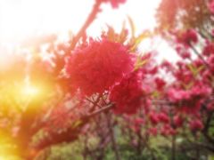 iphone_upload_pic-南汇桃花村