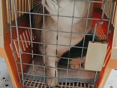 -瑞派康怡24h宠物医院·犬猫医疗中心·微创绝育(瑞景分院)