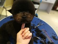 -创凡宠物医院·骨专科  猫科中心(西乡分院)