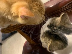 -猫小院猫主题餐厅(三里屯店)