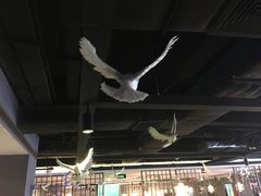 -鸽鸟轩(石岐店)