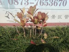 -木瓜老店