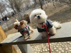 -丁香湖公园