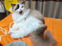 -四月宠物医院·猫专科·心脏专科·内科(转塘店)