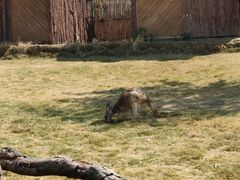 -泉州海丝野生动物世界