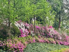 -重庆平顶山公园