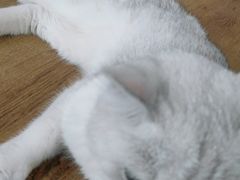 -平行世界·猫咖(首经贸店)