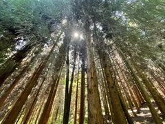 -武陵山森林公园