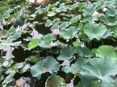-郑州植物园