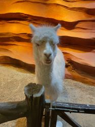 -酷嗒动物文化乐园(cutezoo西溪乐天城店)