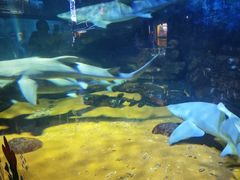 -烟台海昌鲸鲨海洋公园