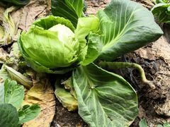 -万源龙顺度假庄园生态观光园