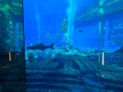 -亚特兰蒂斯•OSSIANO奥西亚诺海底餐厅