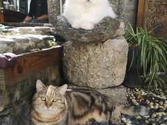 -喵屿·大理花园猫咖