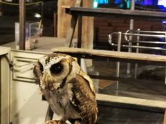 -清迈夜间动物园