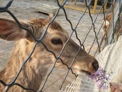 -长白岛森林公园