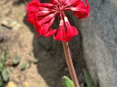 -灵山