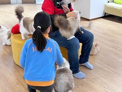 -1013 PET SHOP精品宠物商店(丁香店)
