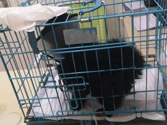 -瑞派康怡24h宠物医院·犬猫医疗中心·微创绝育(瑞景分院)