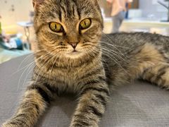 -COLOR PETS 撸猫馆·购猫·猫咖(长风大悦城店)