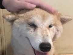 -柴犬高等学院·狗咖·柴犬售卖·宠物训练