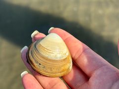 -启东黄金海滩景区