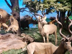 -国家自然博物馆