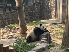 -都江堰中华大熊猫苑