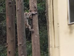 -姑婆山旅游区