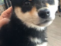 -柴犬高等学院·狗咖·柴犬售卖·宠物训练