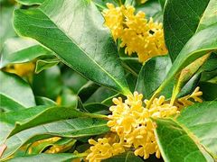 -亭林园-华藏寺