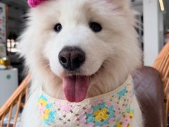 -星多哈·狗咖·拼豆·咖啡
