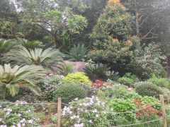 -深圳仙湖植物园