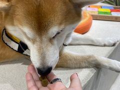 -柴务处·柴犬主题狗咖