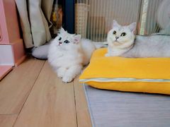 -瑞派康怡24h宠物医院·犬猫医疗中心·微创绝育(瑞景分院)