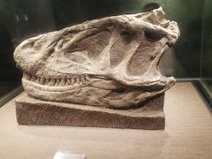 -自贡恐龙博物馆