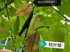 -野象谷景区