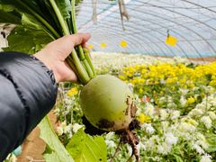 -华强阁菊花宴自助火锅店