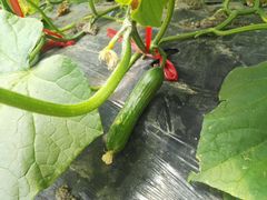 -上海多利农业发展有限公司