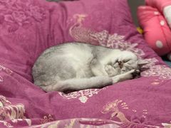 -糯米喵星人总部直营旗舰店·猫舍·幼猫出售