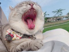 -三个先森的韩国炸鸡(中北店)