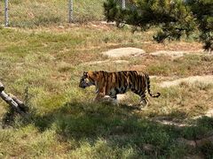 -西霞口神雕山野生动物世界