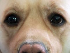 -顺强宠物诊所·狂犬免疫·夜诊·骨科(嘉定店)