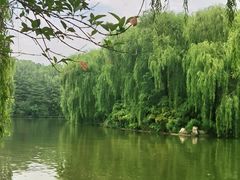 -济南大明湖景区