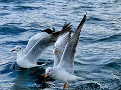 -丽江泸沽湖景区