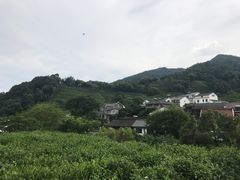 -龙井村