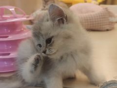 -momokira米努特·德文卷毛猫·棉花面纱犬