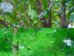 -上海共青森林公园